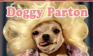 Căţelul a alergat în cameră la Dolly jpeg