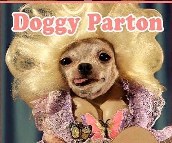 Căţelul a alergat în cameră la Dolly