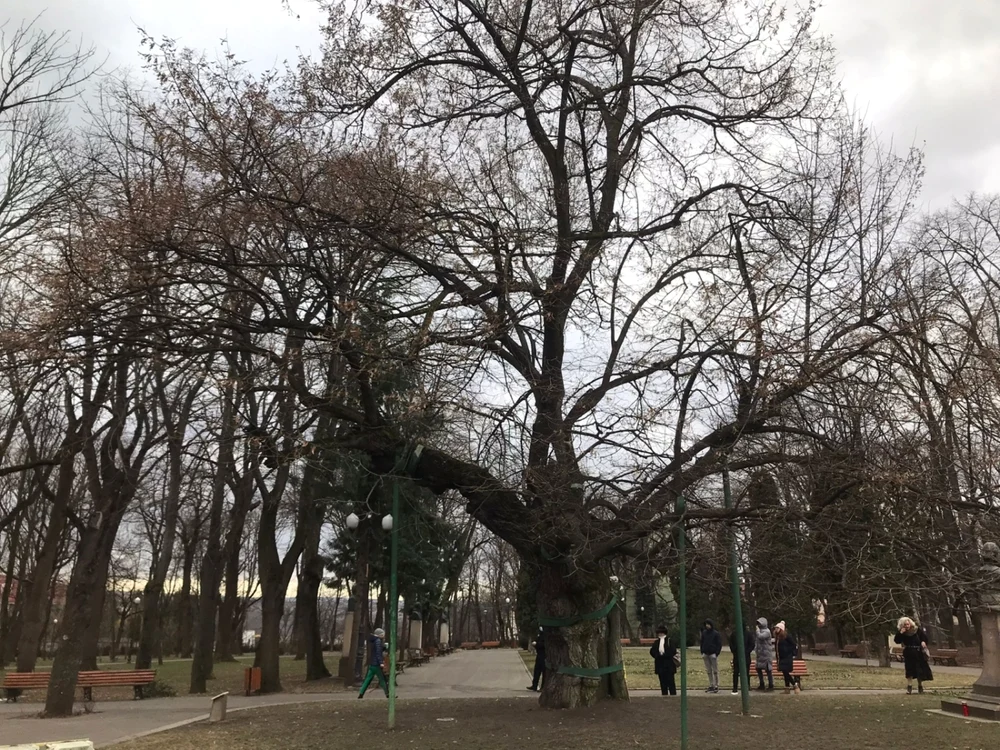 Teiul lui Eminescu din parcul Copou, Iaşi / FOTO: Andrei Luca, Adevărul