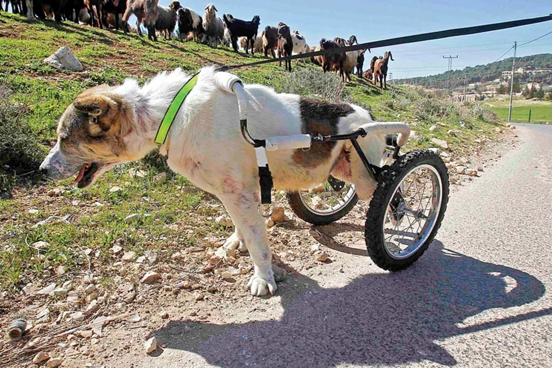 A învăţat să meargă  repede cu ajutorul  unui dispozitiv special (Fotografii: ruters/ rex features)