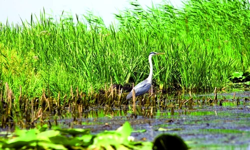 1 46497 original jpg jpeg