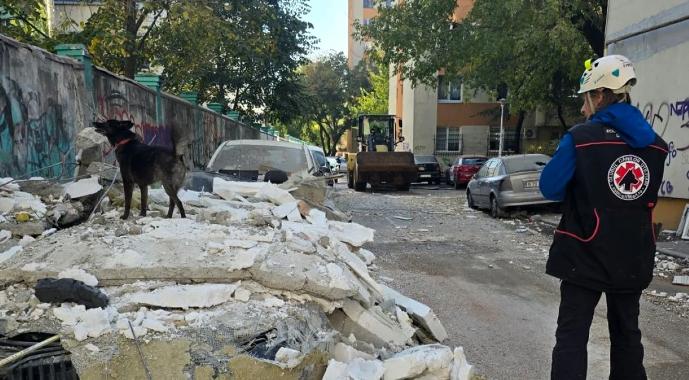 Cealapa, cățelușa-veteran care a venit să ajute victimele exploziei din Rahova 