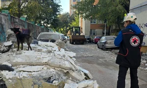 catelusa cealapa buletinul de bucuresti jpg