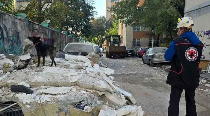 Cealapa, cățelușa-veteran care a venit să ajute victimele exploziei din Rahova
