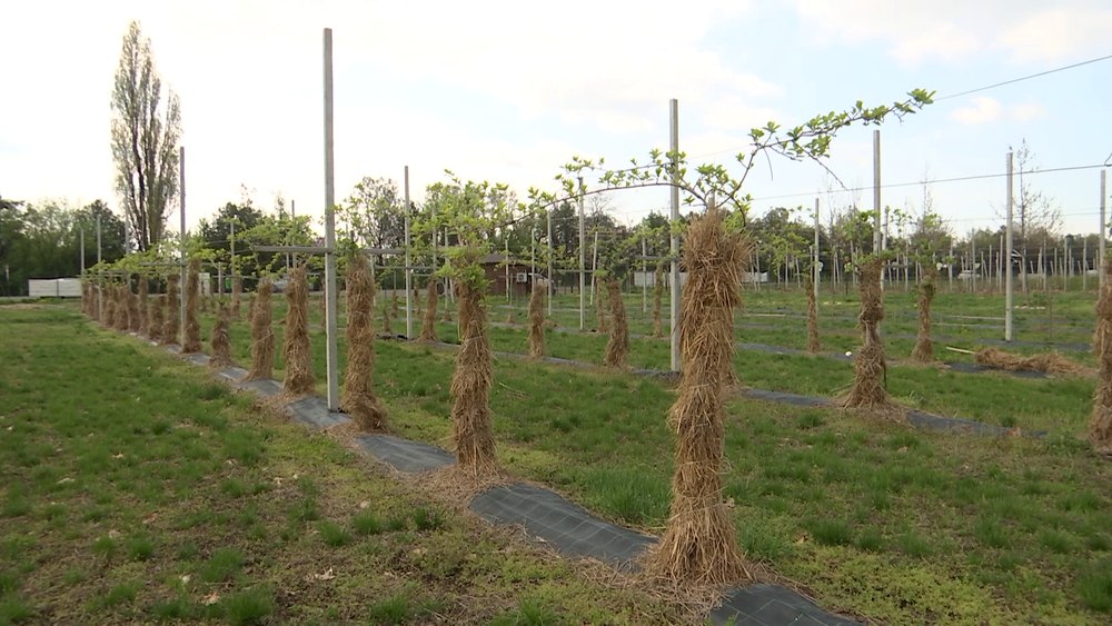 Putem avea fructe exotice în propria grădină. Avertismentul specialiștilor în legătură cu puieții de kiwi sau curmal