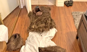 costum urs frauda asigurari profimedia (2) jpg