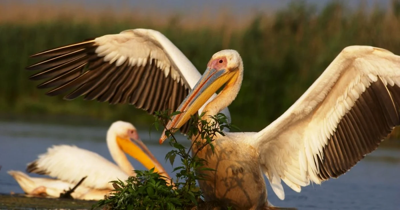 Păsări rare în Delta Dunării SURSA SOR