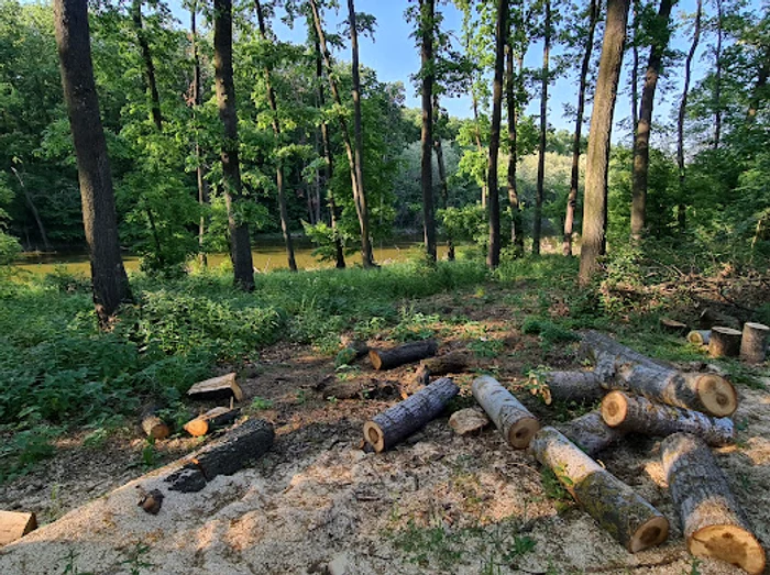 Tăierile de copaci în jurul Bucureștiului au crescut masiv FOTO Alex Găvan