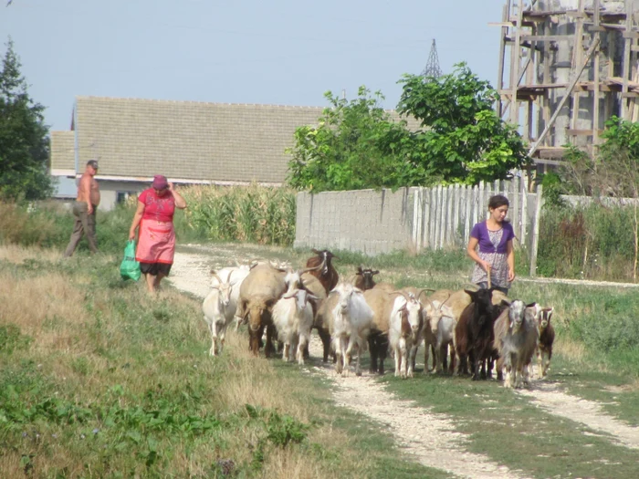 Oamenii au revenit să trăiască în Hagieni FOTO: M.S.