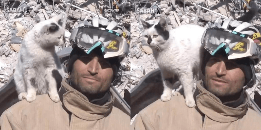 Imagini emoționante cu o pisică salvată de sub dărâmăturile din Turcia VIDEO