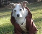 Cel mai înţelept Jedi  jpeg