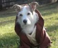Cel mai înţelept Jedi  jpeg