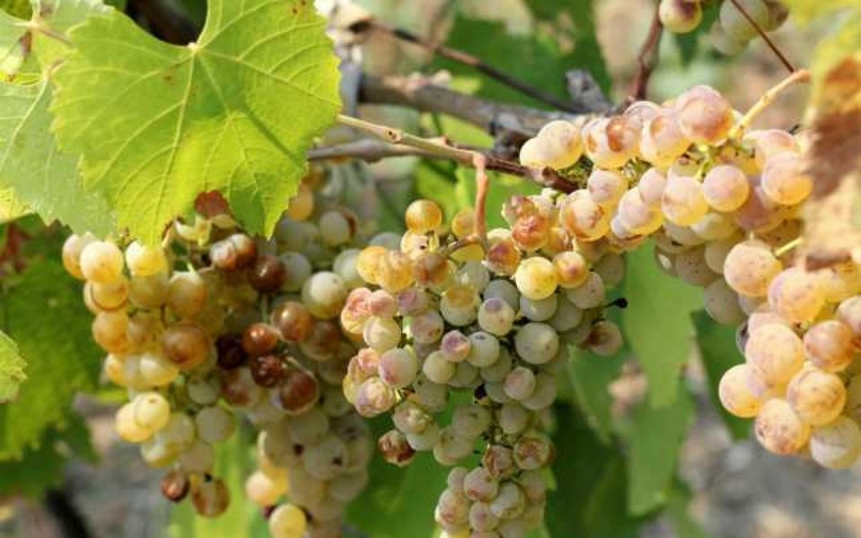Fermierii australieni scot din pământ milioane de butuci de vie pe fondul superofertei de vin