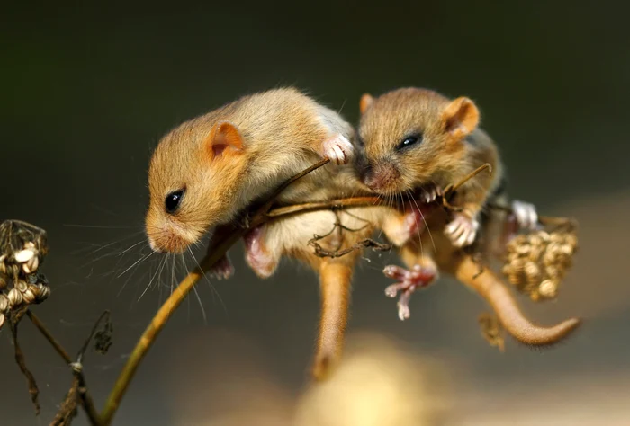 Şoriceii zâmbesc chiar dacă au rămas fără adăpost