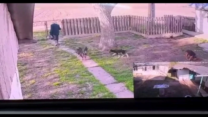 Femeia a fost apărată în pădure de cei doi câini pe care i-a crescut de mici / foto: protv