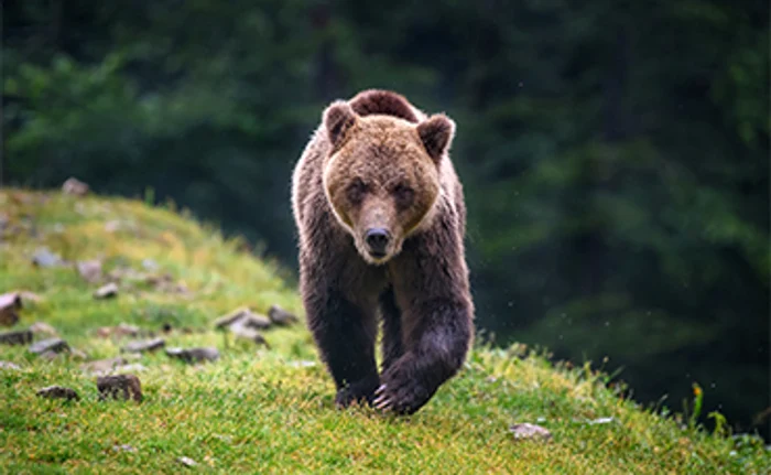 Se plimbă nestingheriți prin localități