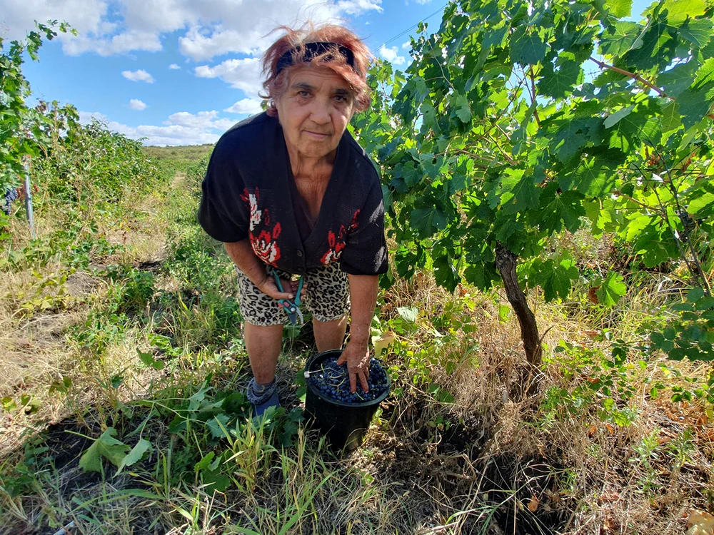 Doamna Eugenia vine de peste 50 de ani la cules de vie. FOTO: Adrian Popescu