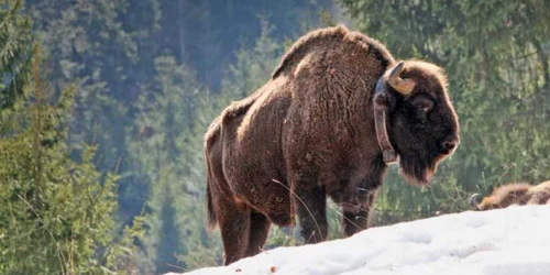 Unul dintre cei cinci zimbri  eliberaţi ieri la Crăcăoani