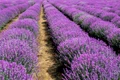 Camp de lavanda   shutterstock 50 jpg