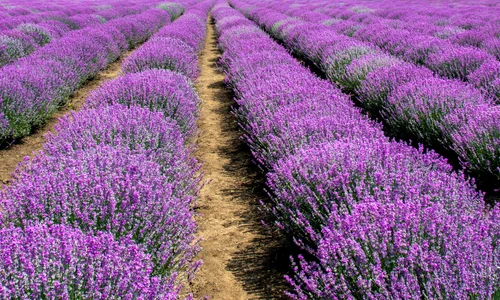 Camp de lavanda   shutterstock 50 jpg
