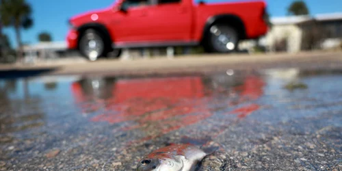 Foto Profimedia Images jpg