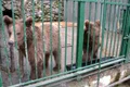 Urșii lui Nuțu Cămătaru sunt la Zoo Bucov, din Ploiești jpeg
