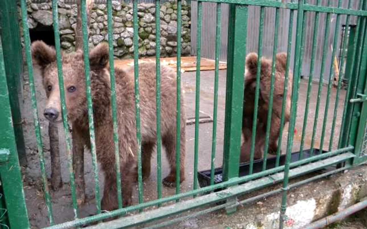 Urșii lui Nuțu Cămătaru sunt la Zoo Bucov, din Ploiești