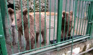 Urșii lui Nuțu Cămătaru sunt la Zoo Bucov, din Ploiești jpeg