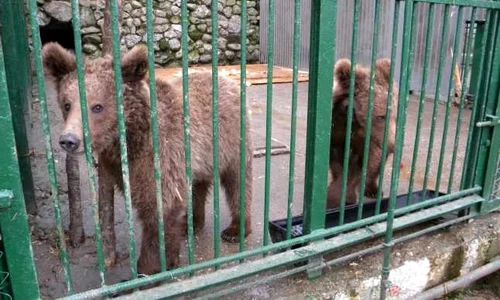 Urșii lui Nuțu Cămătaru sunt la Zoo Bucov, din Ploiești jpeg