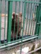 Urșii lui Nuțu Cămătaru sunt la Zoo Bucov, din Ploiești jpeg