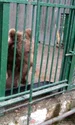 Urșii lui Nuțu Cămătaru sunt la Zoo Bucov, din Ploiești jpeg