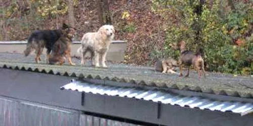 Câinii comunitari vor fi număraţi, deparazitaţi şi sterilizaţi