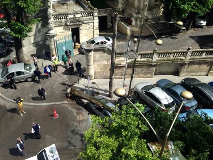 copac cazut bucuresti foto metropotam.ro