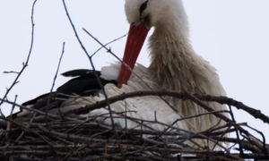 Barză albă (© Florentin Neagoe;  Muzeul Național al Carpaților Răsăriteni)