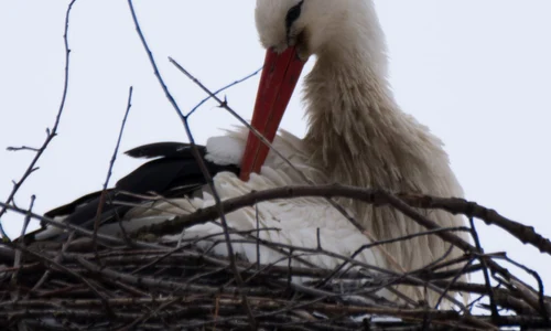 Barză albă (© Florentin Neagoe;  Muzeul Național al Carpaților Răsăriteni)