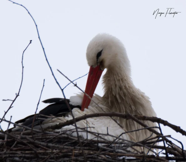 Barză albă (© Florentin Neagoe;  Muzeul Național al Carpaților Răsăriteni)