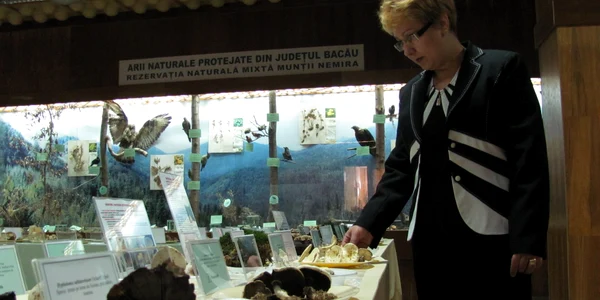 Ciupercile vor putea fi admirate până luni