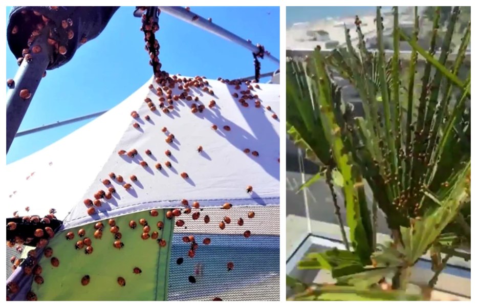 Gărgărițele au invadat plajele din Mamaia, spre disperarea turiștilor. Ce spun biologii