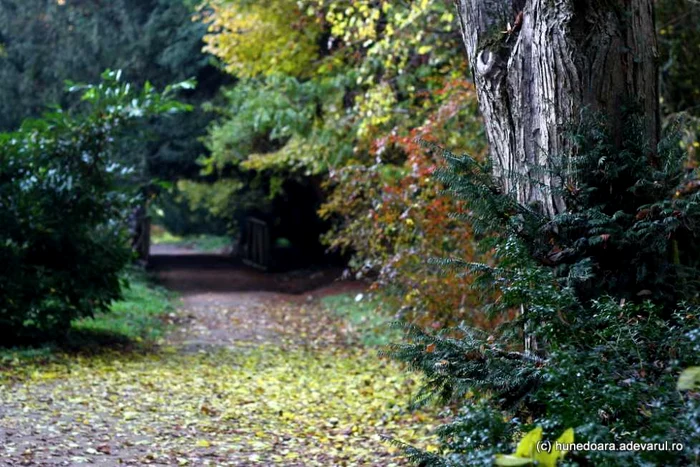 Parcul dendrologic Simeria