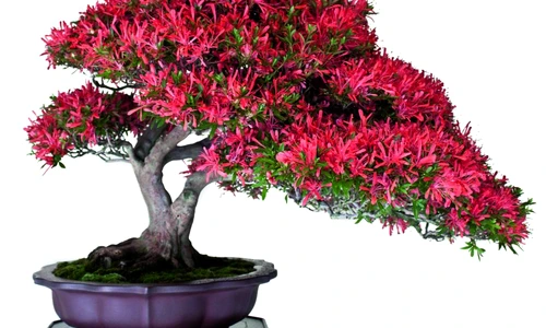 1 67701 original jpg jpeg