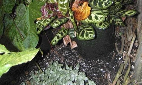 1 46542 original jpg jpeg