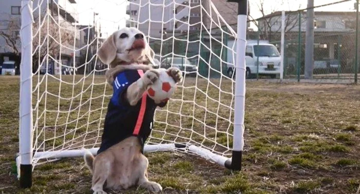 Click! îţi arată care sunt cele mai jucăuşe rase de câinifoto: bihon.ro