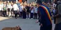 caine la iasi jpeg