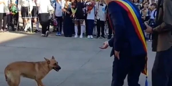 caine la iasi jpeg