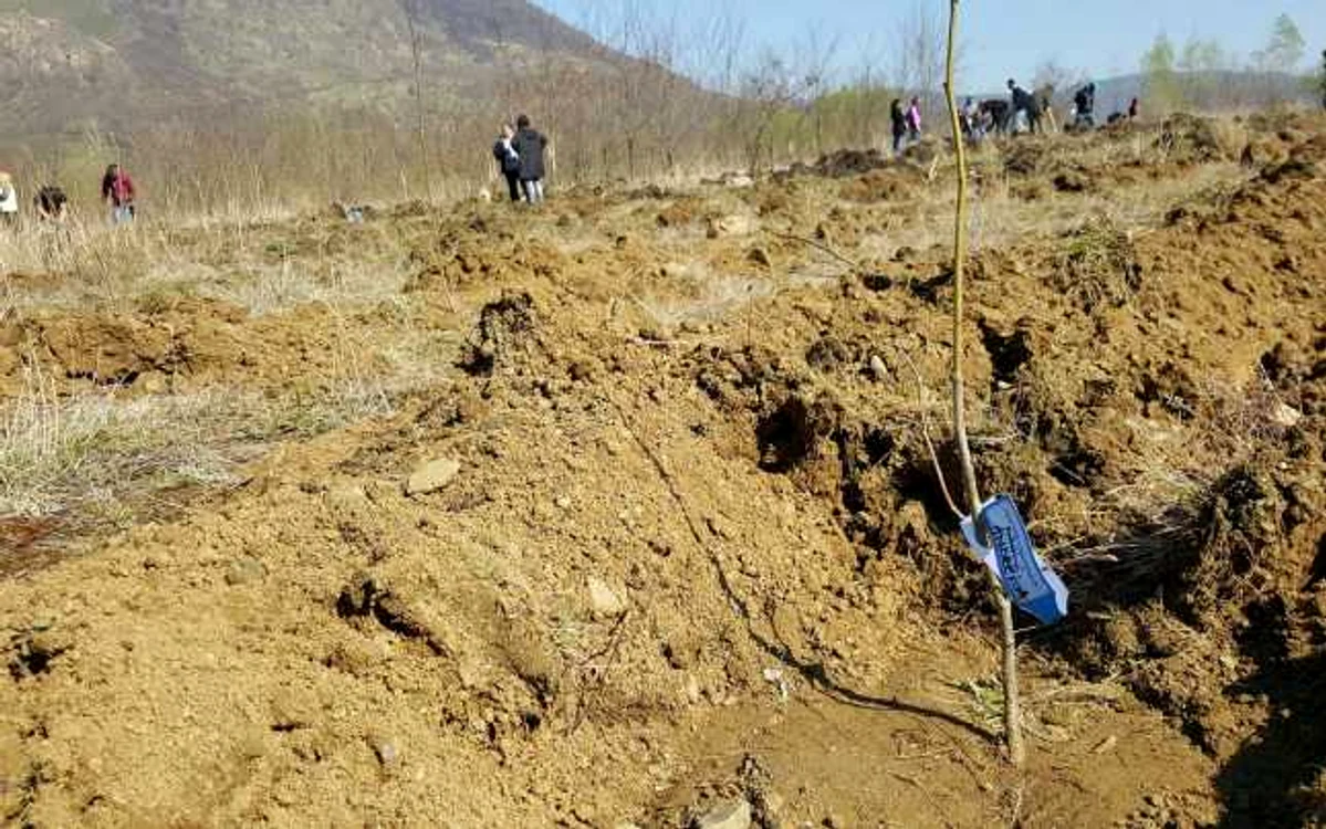 Terenurile degradate au ratat şansa de a fi împădurite