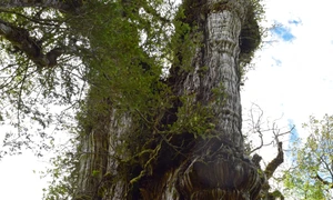 chiparos gigantic abuelotrees alerce milenario foto GABRIEL POPKIN