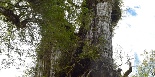 chiparos gigantic abuelotrees alerce milenario foto GABRIEL POPKIN