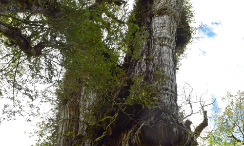 chiparos gigantic abuelotrees alerce milenario foto GABRIEL POPKIN