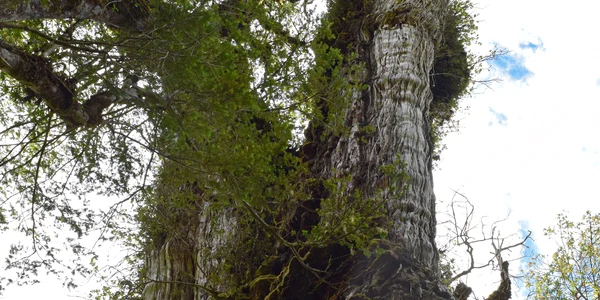 chiparos gigantic abuelotrees alerce milenario foto GABRIEL POPKIN