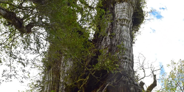 chiparos gigantic abuelotrees alerce milenario foto GABRIEL POPKIN
